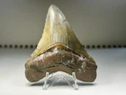 Nice Contrast Light Green & Sun Yellow Carcharocles Chubutensis Shark Tooth Used. Price: $140.00.