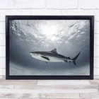 Tiger Rays Shark Light Bottom Deep Sun Underwater Wall Art Print New. Price: $87.22.