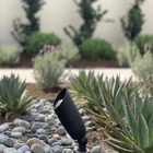Outdoor Spot Brass Led Low Voltage Up Lights New. Price: $70.00.